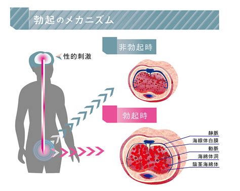 フル 勃起 と は|勃起障害（ED） .